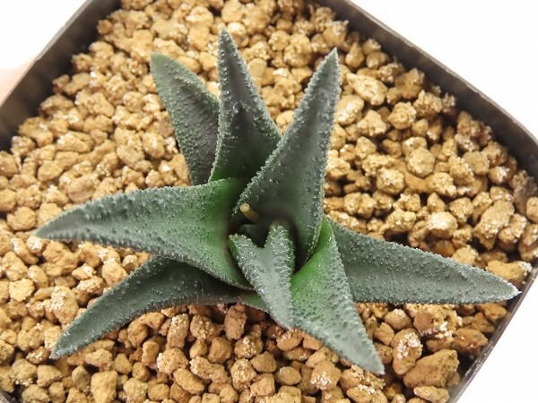 ■[W080]ソルディダ　実生　未繁殖　ヤマト運輸 【多肉植物　Haworthia　ハオルチア　ハオルシア】_画像2