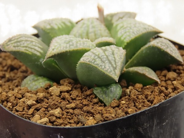 ■[W078]ピグマエア錦×葵スプレンデンス　実生　未繁殖　ヤマト運輸 【多肉植物　Haworthia　ハオルチア　ハオルシア】_画像3