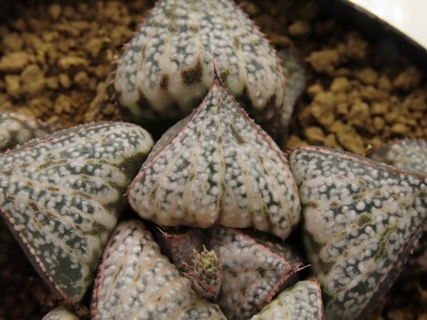 ■[W076]GM452 SPK-1×Super Galaxy(S-1)　実生　未繁殖　ヤマト運輸 【多肉植物　Haworthia　ハオルチア　ハオルシア】_画像2