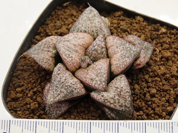 ■[W075]葵スプレンデンス×GM452-TM　実生　未繁殖　ヤマト運輸 【多肉植物　Haworthia　ハオルチア　ハオルシア】_画像4