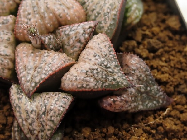 ■[W075]葵スプレンデンス×GM452-TM　実生　未繁殖　ヤマト運輸 【多肉植物　Haworthia　ハオルチア　ハオルシア】_画像2