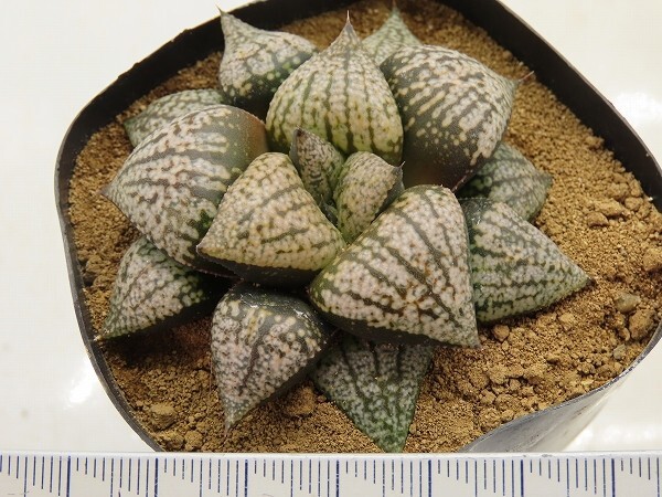 ■[W074]NGOピクタ×OZ大型　実生　未繁殖　ヤマト運輸 【多肉植物　Haworthia　ハオルチア　ハオルシア】_画像4