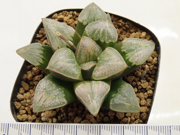 ■[W067]白百合×特WDW　実生　未繁殖　ヤマト運輸 【多肉植物　Haworthia　ハオルチア　ハオルシア】_画像4