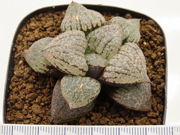 ■[W060]OZクリアダルマ×ピクタNo119　実生　未繁殖　ヤマト運輸 【多肉植物　Haworthia　ハオルチア　ハオルシア】_画像4