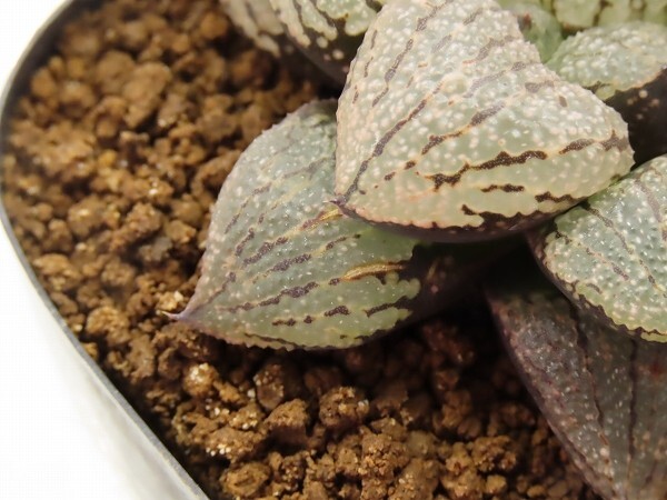 ■[W060]OZクリアダルマ×ピクタNo119　実生　未繁殖　ヤマト運輸 【多肉植物　Haworthia　ハオルチア　ハオルシア】_画像2