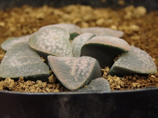 ■[W064]特大グロエネ×グロエネワルディCL1　実生　未繁殖　ヤマト運輸 【多肉植物　Haworthia　ハオルチア　ハオルシア】_画像3