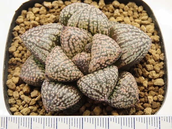 ■[W057]ピクタ　実生　未繁殖　ヤマト運輸 【多肉植物　Haworthia　ハオルチア　ハオルシア】_画像4