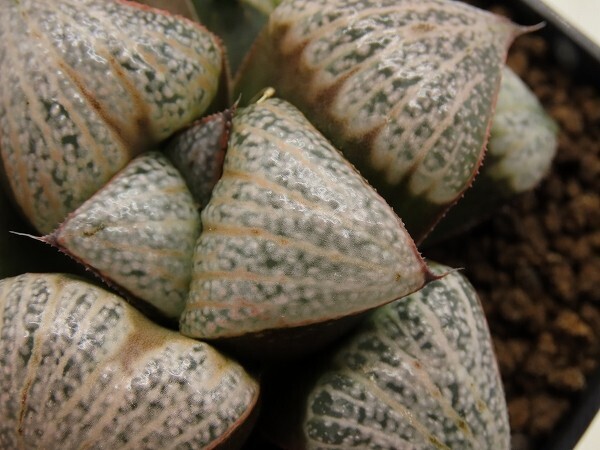 ■[W111]DenselyFlecked×特選スプレンデンス　実生　未繁殖　ヤマト運輸 【多肉植物　Haworthia　ハオルチア　ハオルシア】_画像2