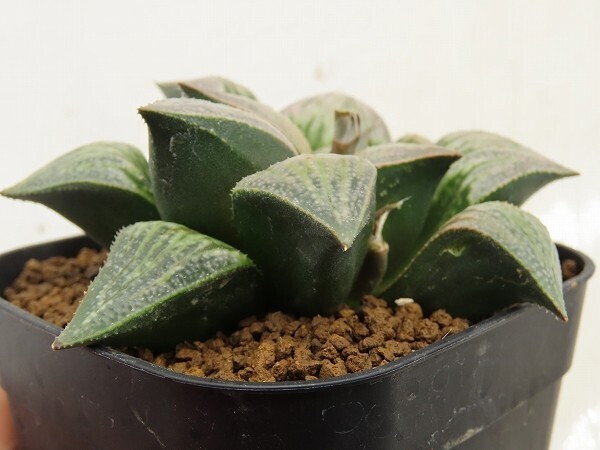 ■[W110]紫蝉S×ティファニー　実生　未繁殖　ヤマト運輸 【多肉植物　Haworthia　ハオルチア　ハオルシア】_画像3