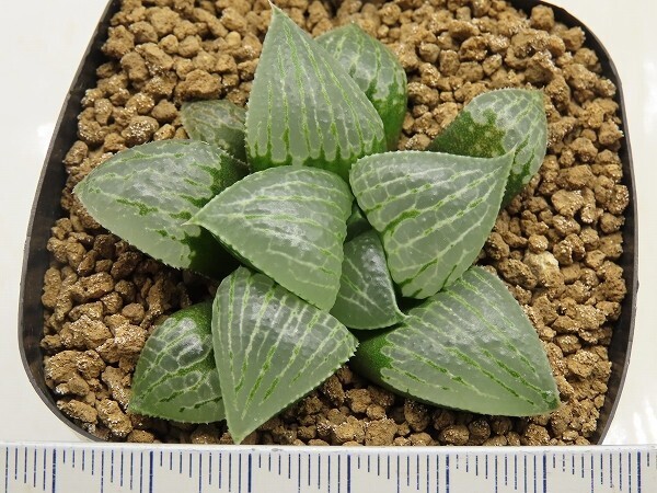 ■[W056]星砂ツタンカーメン実生×Lily bouquet　実生　未繁殖　ヤマト運輸 【多肉植物　Haworthia　ハオルチア　ハオルシア】_画像4