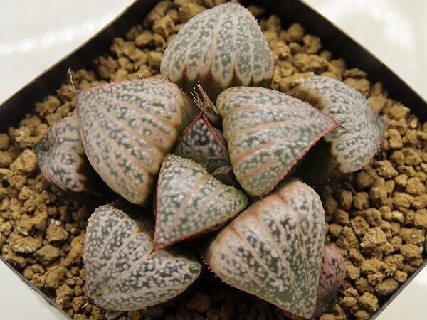 ■[W050]DenselyFlecked×特選スプレンデンス　実生　未繁殖　ヤマト運輸 【多肉植物　Haworthia　ハオルチア　ハオルシア】_画像1