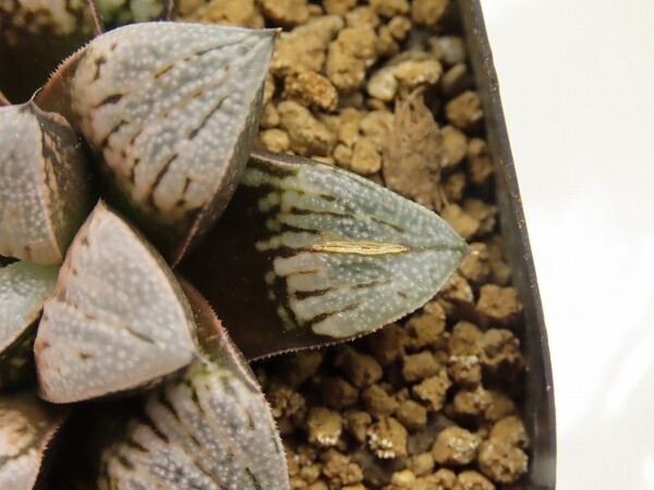 ■[W043]夕焼けバディア×チェリーブロッサム　実生　未繁殖　ヤマト運輸 【多肉植物　Haworthia　ハオルチア　ハオルシア】_画像2