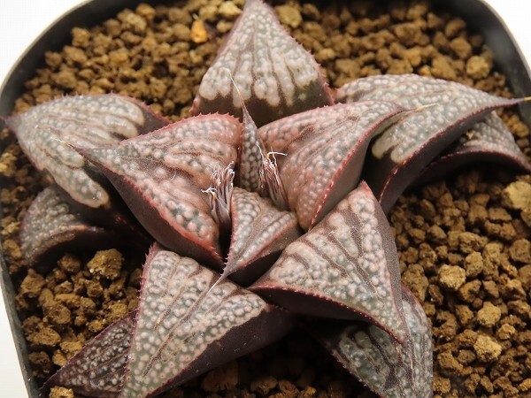 ■[W035]Scarlet Dinosaur　スカーレットダイナソー　ヤマト運輸 【多肉植物　Haworthia　ハオルチア　ハオルシア】_画像1