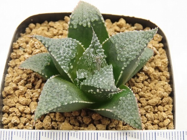 ■[W015]武蔵　ヤマト運輸 【多肉植物　Haworthia　ハオルチア　ハオルシア】_画像4