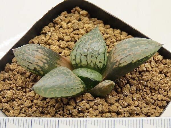 ■[W014]フォレスト　ヤマト運輸 【多肉植物　Haworthia　ハオルチア　ハオルシア】_画像3