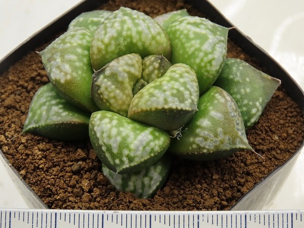 ■[W019]Green Wolf SP　ヤマト運輸 【多肉植物　Haworthia　ハオルチア　ハオルシア】_画像2