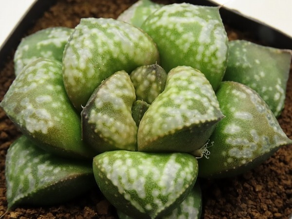 ■[W019]Green Wolf SP　ヤマト運輸 【多肉植物　Haworthia　ハオルチア　ハオルシア】_画像1