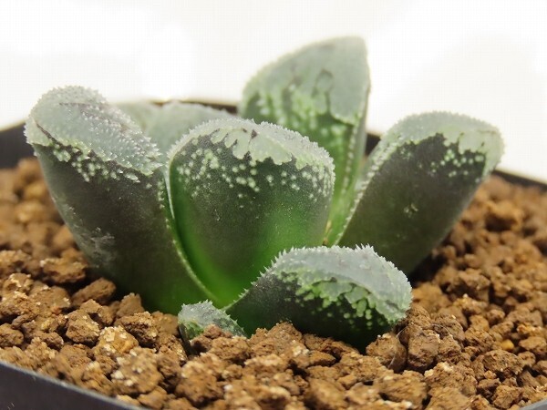 ■[W009]クリスタルシュガー　ヤマト運輸 【多肉植物　Haworthia　ハオルチア　ハオルシア】_画像2