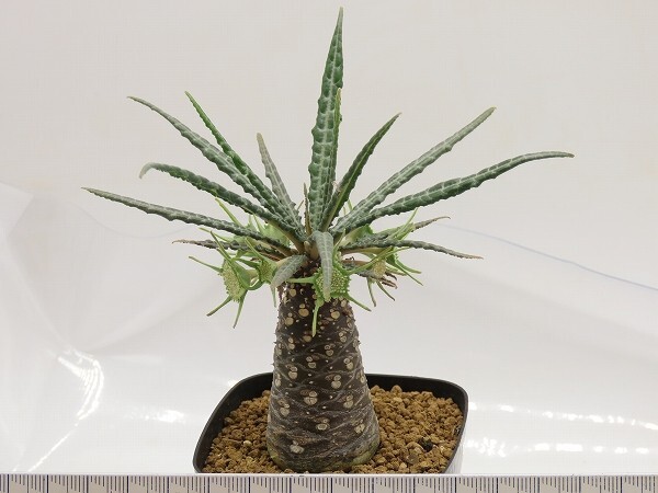 ■[W183]lancifolia　ランキフォリア　実生苗　ヤマト運輸 【多肉植物　Dorstenia　ドルステニア】_画像4