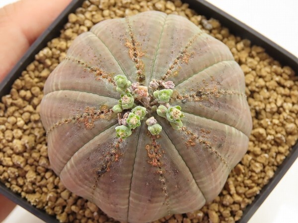 ■[W187]obesa　オベサ　オス　実生苗　ヤマト運輸 【多肉植物　Euphorbia ユーフォルビア】_画像3