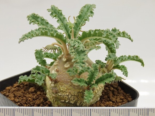 ■[W159]lavrani　ラブラニー　実生苗　ヤマト運輸 【多肉植物　Dorstenia　ドルステニア】_画像5