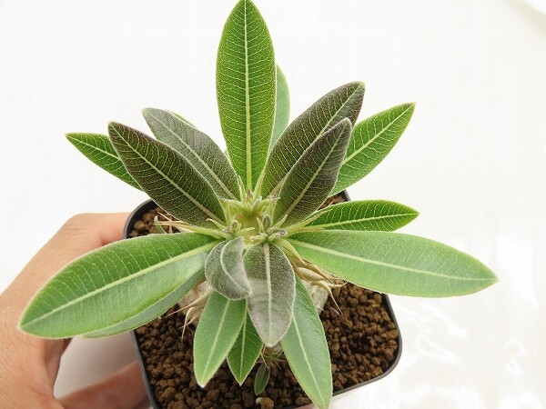 ■[W153]ebur-densi　エブレデンシ実生　実生苗　ヤマト運輸 【多肉植物　Pachypodium　パキポディウム】_画像4