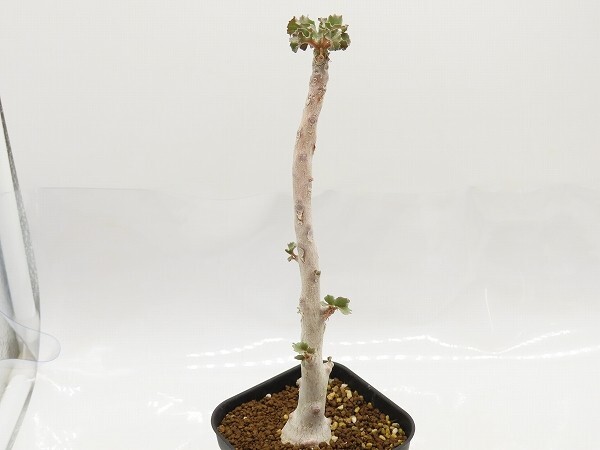 ■[W145]gypsophila　ジプソフィラ　実生苗　ヤマト運輸 【多肉植物　Dorstenia　ドルステニア】_画像1