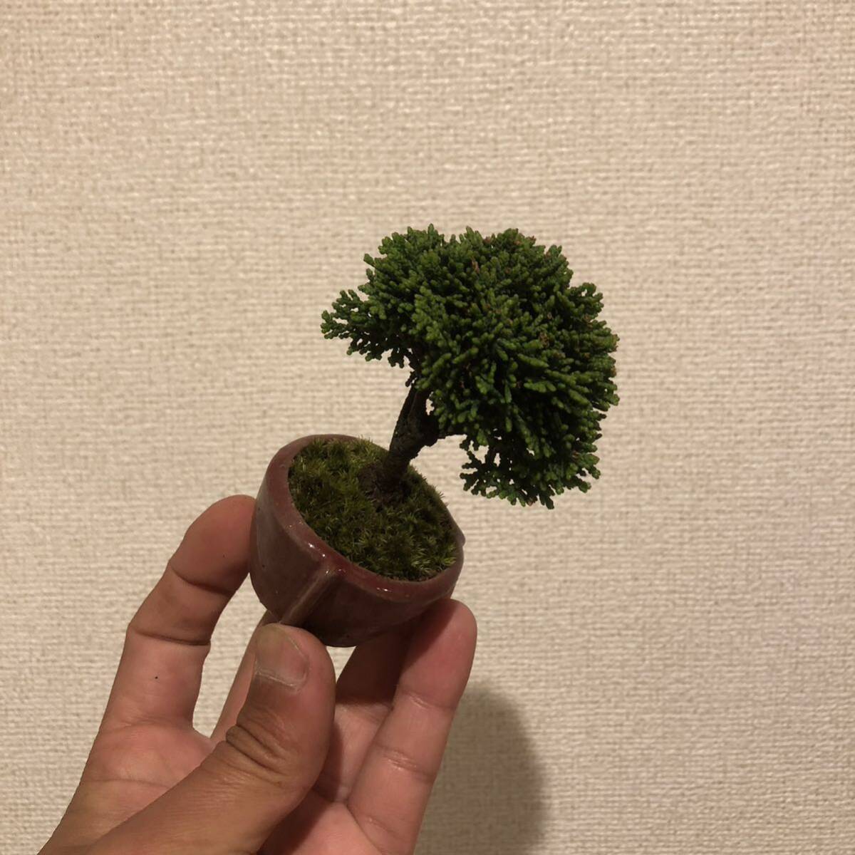  мини бонсай полосный гора кипарис shohin bonsai [ распределение бесплатная доставка ]