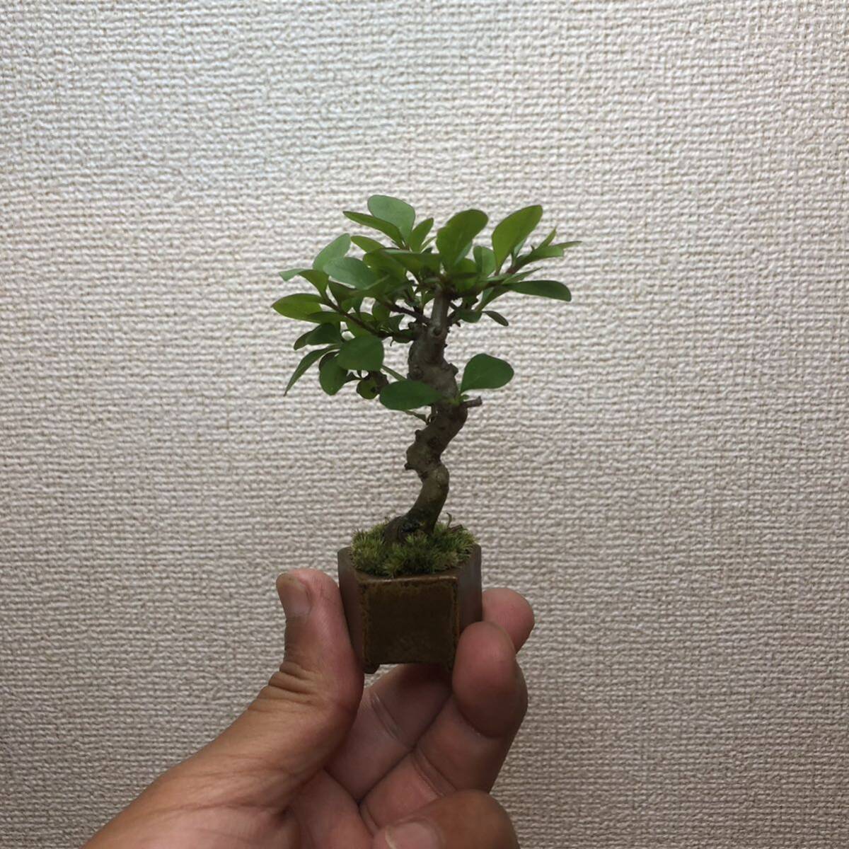  mini bonsai wart ta shohin bonsai [ distribution free postage ]
