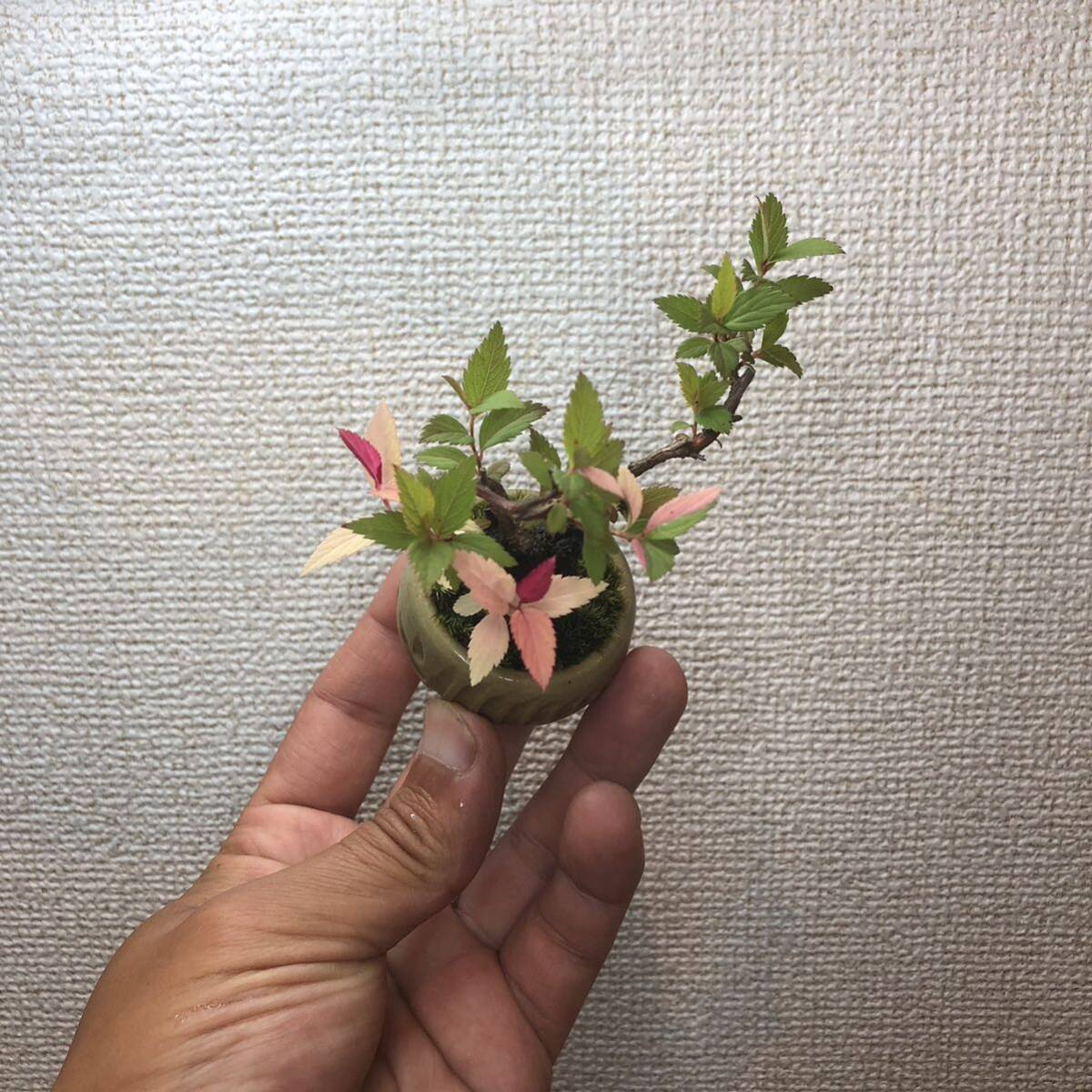  mini bonsai snow .yukiyanagi. entering shohin bonsai [ distribution free postage ]