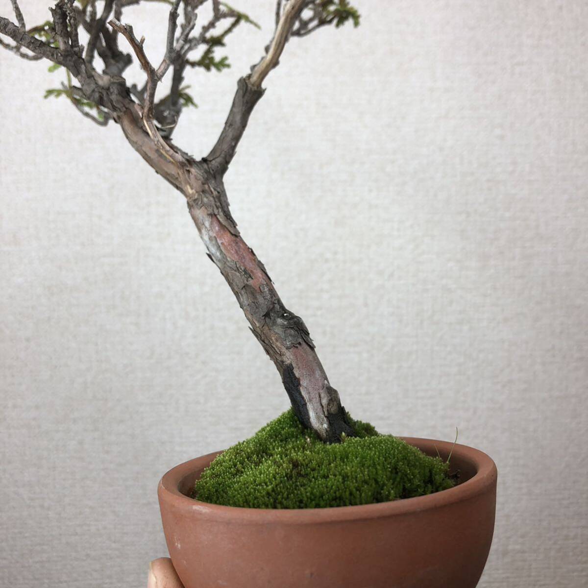 gili shohin bonsai кипарис ..20 год передний и задний (до и после) реальный сырой [ распределение бесплатная доставка ]