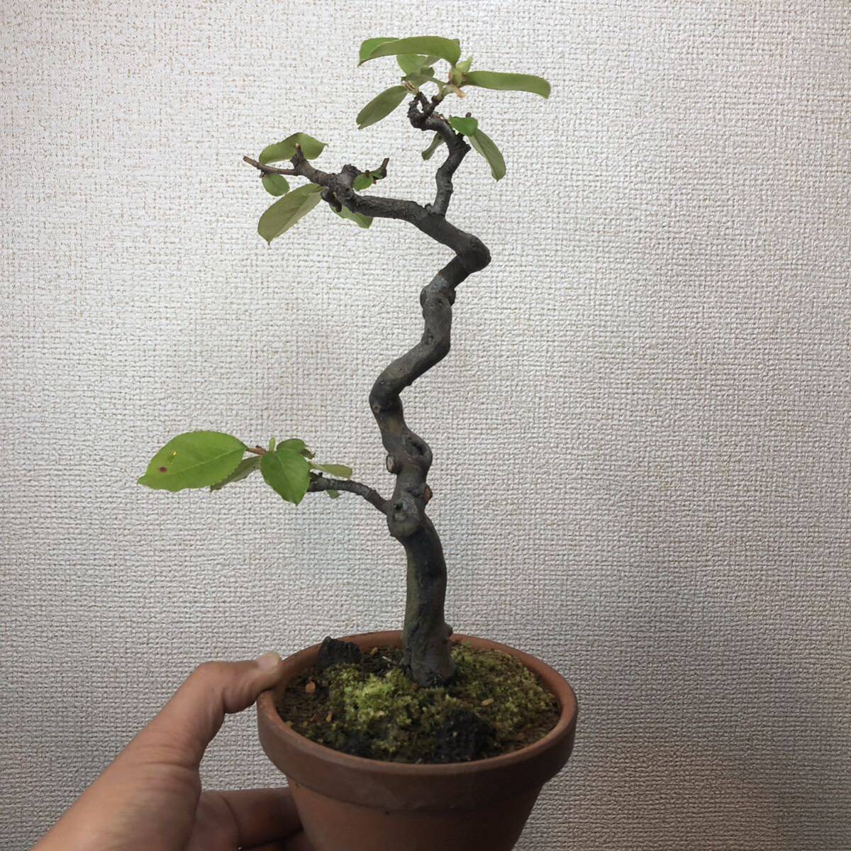  bonsai chinese quince chinese quince ..[ distribution free postage ]