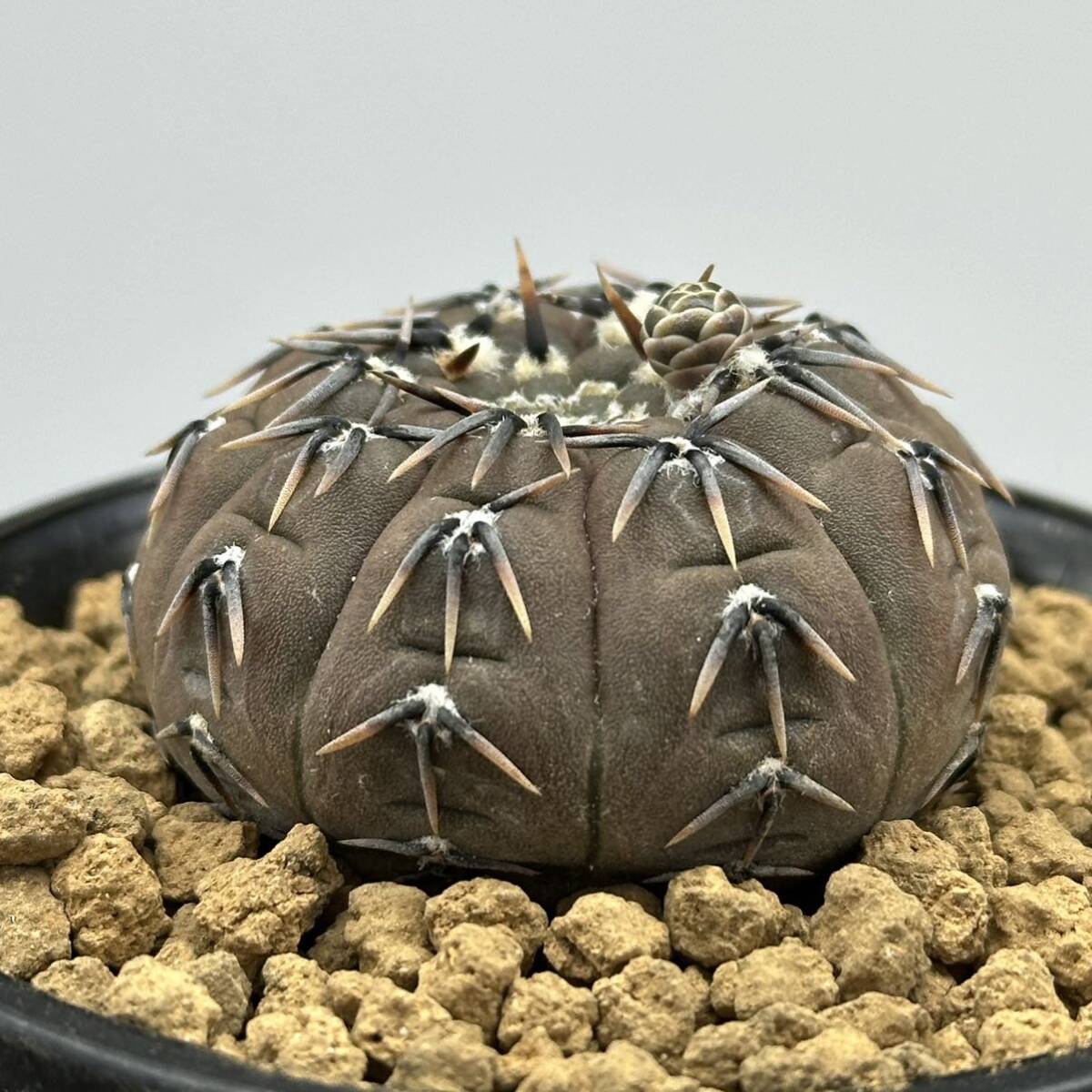 ◆ギムノカリキウム 鳳頭◆サボテン・多肉植物 ◆CACTI7◆1957の画像7