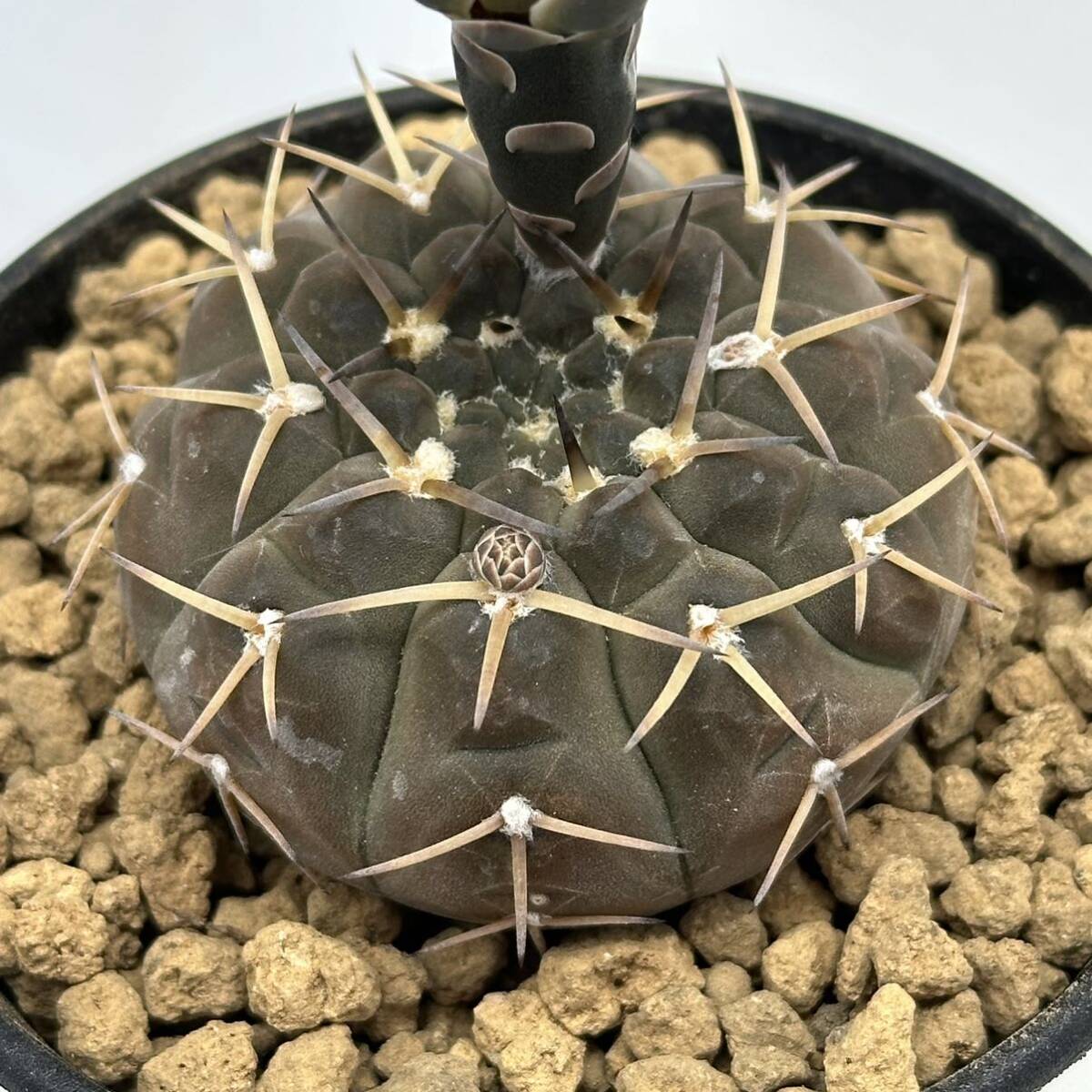 ◆ギムノカリキウム 守殿玉◆サボテン・多肉植物 ◆CACTI7◆1961の画像8