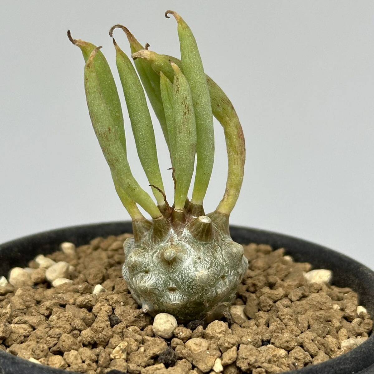 ◆チレコドン ルブロベノーサス◆サボテン・多肉植物  塊根植物・コーデックス◆CACTI7◆2063の画像3