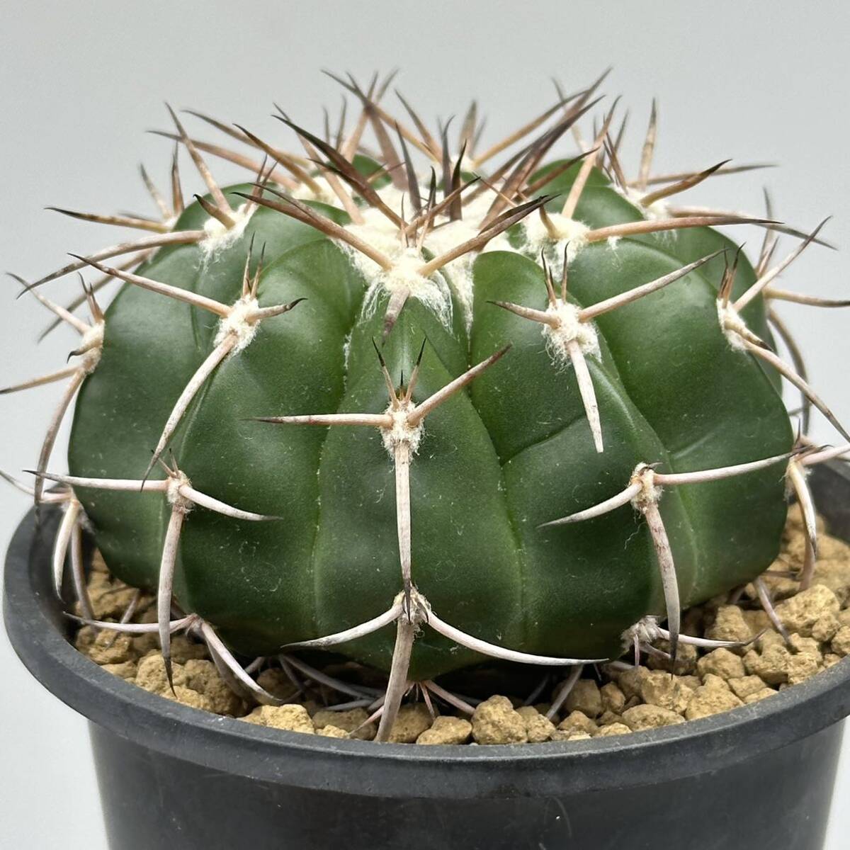 ◆ディスコカクタス　ギガンティア◆サボテン・多肉植物　◆CACTI7◆1914_画像8