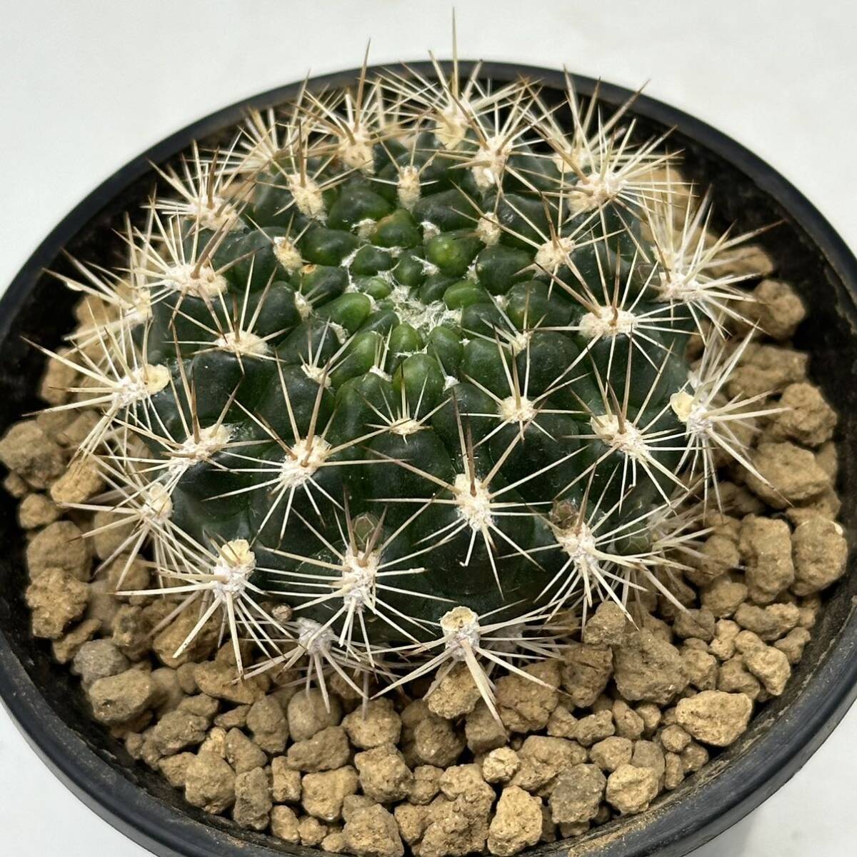 ◆ワインガルチア　赤花 花笠丸◆サボテン・多肉植物　◆CACTI7◆356_画像10