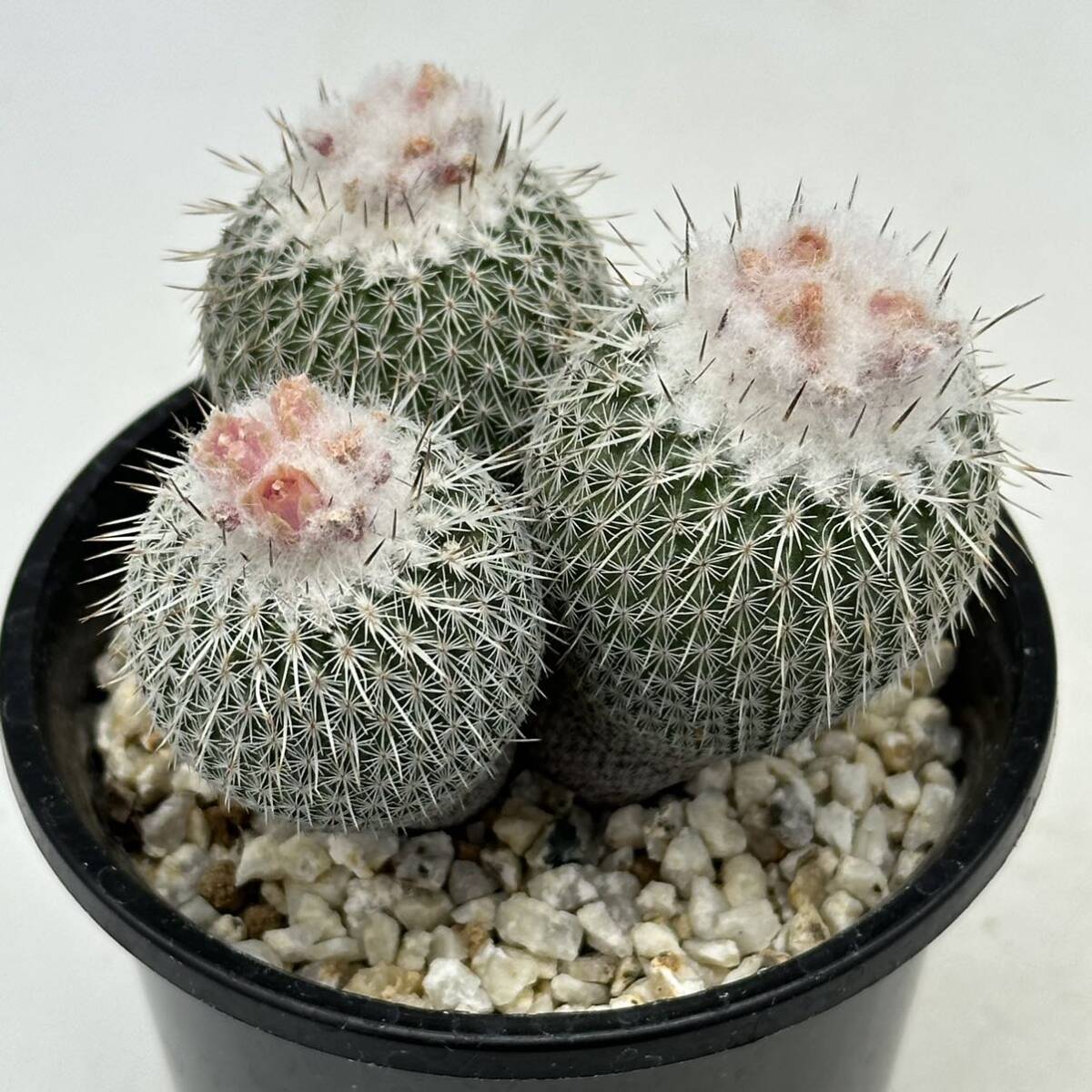 ◆エピテランサ　かぐや姫◆サボテン・多肉植物　◆CACTI7◆1492_画像4