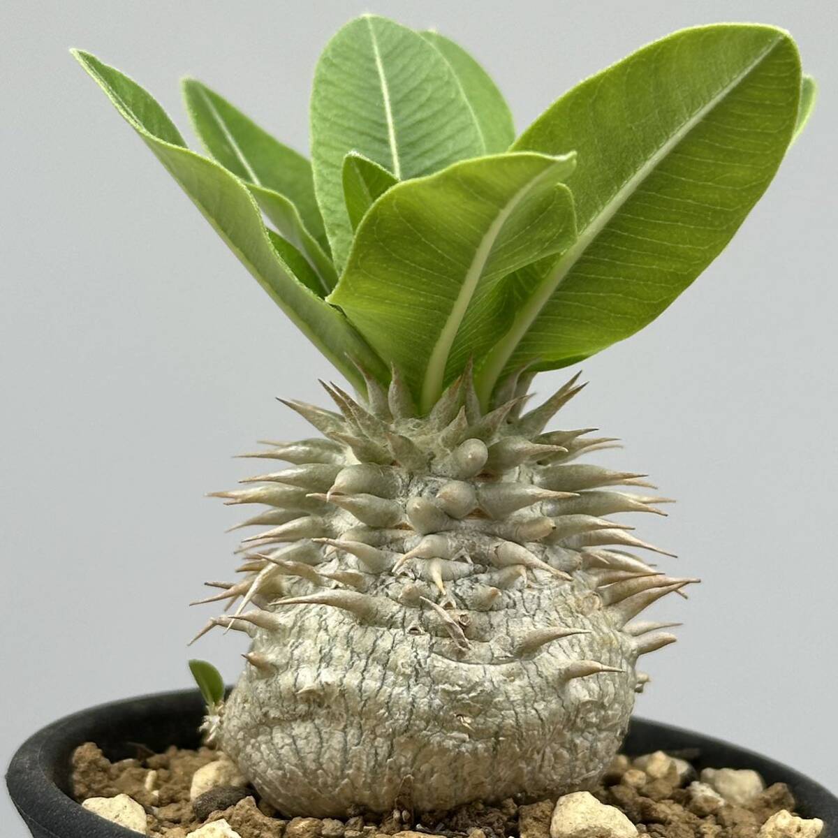 ◆パキポディウム　エブレネウム◆サボテン・多肉植物　　塊根植物・コーデックス◆CACTI7◆1701_画像1