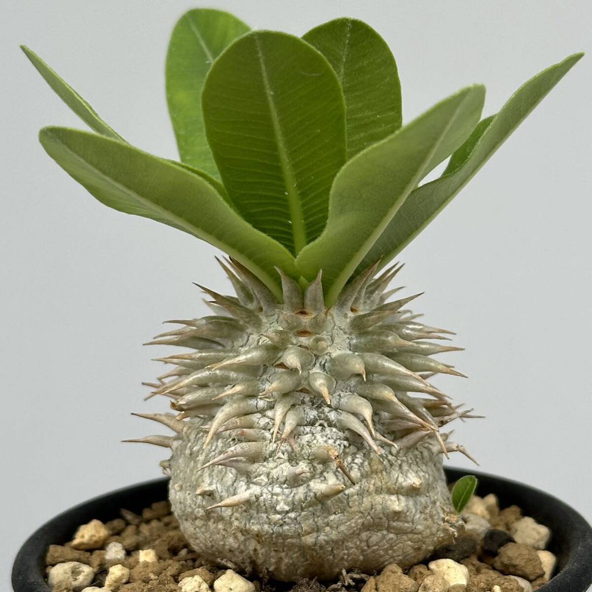 ◆パキポディウム　エブレネウム◆サボテン・多肉植物　　塊根植物・コーデックス◆CACTI7◆1701_画像7