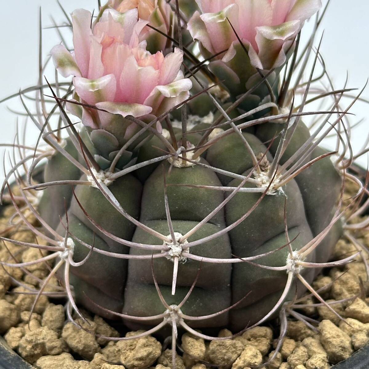 ◆ギムノカリキウム　尾形丸◆サボテン・多肉植物　◆CACTI7◆984_画像5