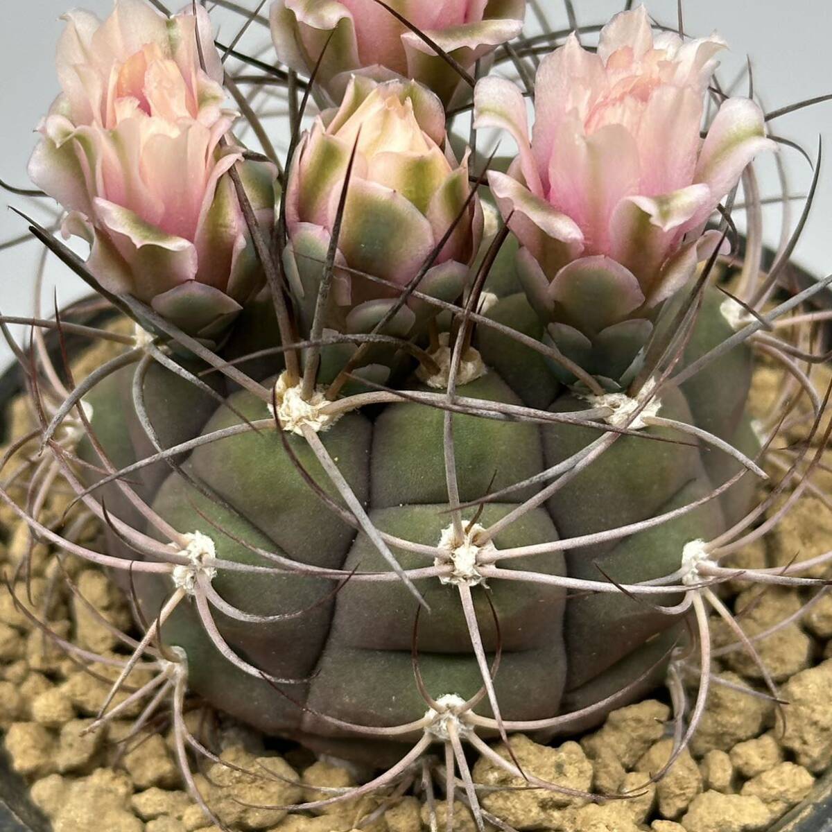 ◆ギムノカリキウム　尾形丸◆サボテン・多肉植物　◆CACTI7◆984_画像3