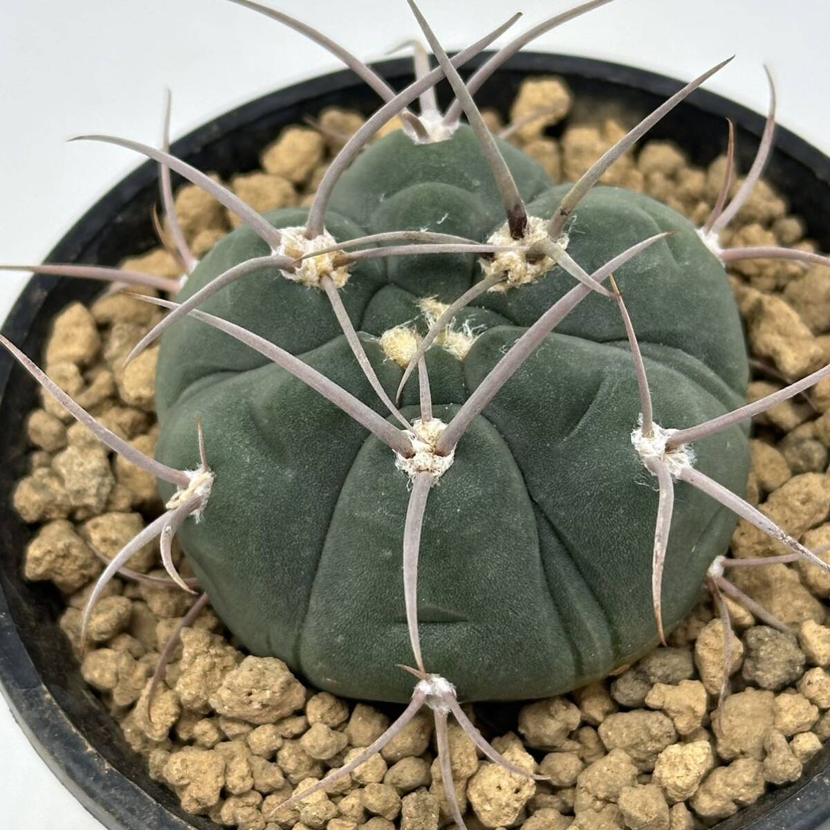 ◆ギムノカリキウム　紅蛇丸◆サボテン・多肉植物　◆CACTI7◆929_画像4