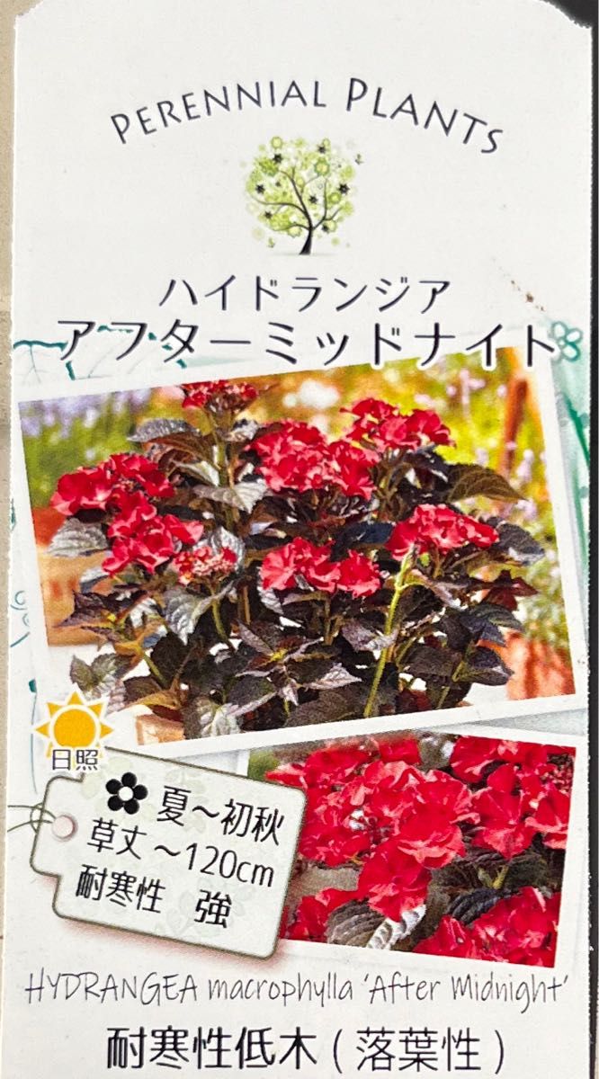 紫陽花　アフターミッドナイト　苗