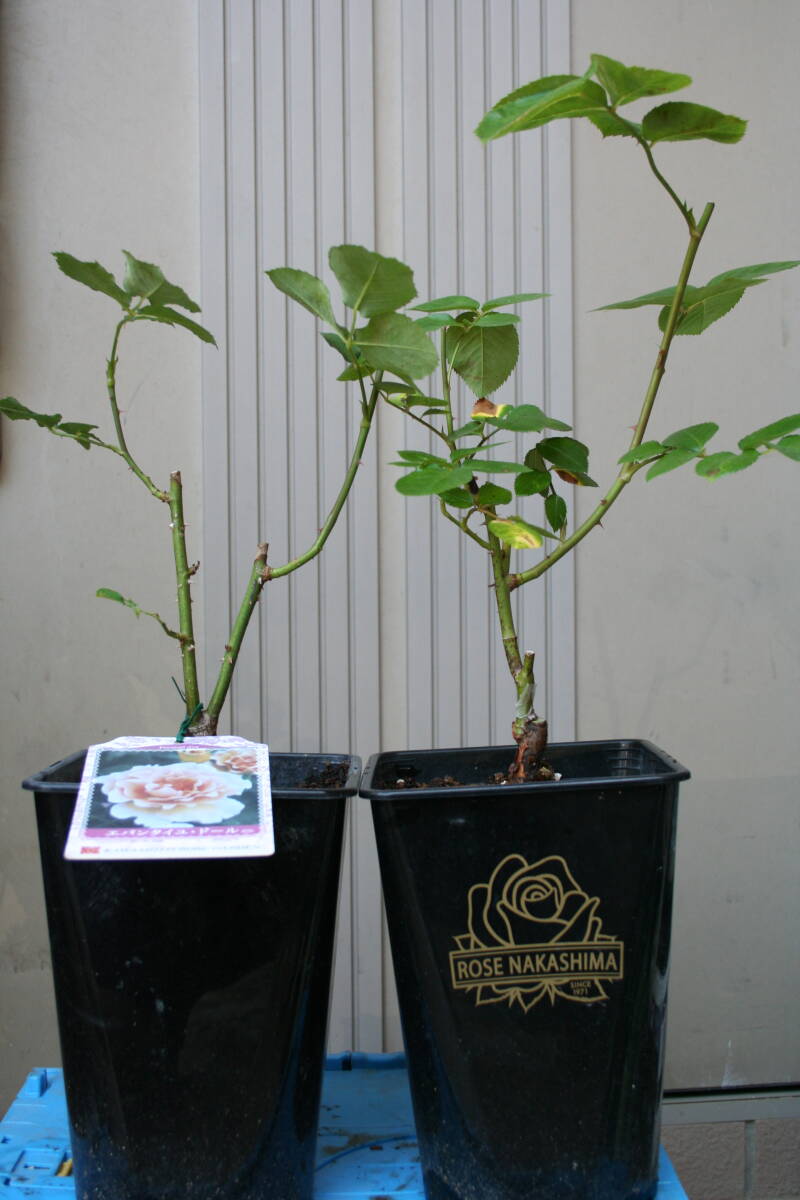 (^^) сервис роза * привлекательный роза 2 горшок совместно (e van Thai yu кукла & Eternal ) цветок после обрезка товар 