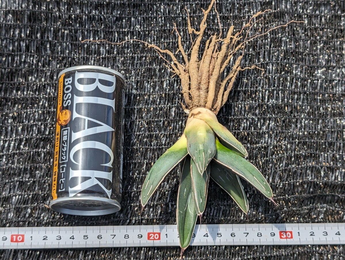 アガベ ニッケルシー 抜き苗発送 実生 Agave nickelsiae_画像9