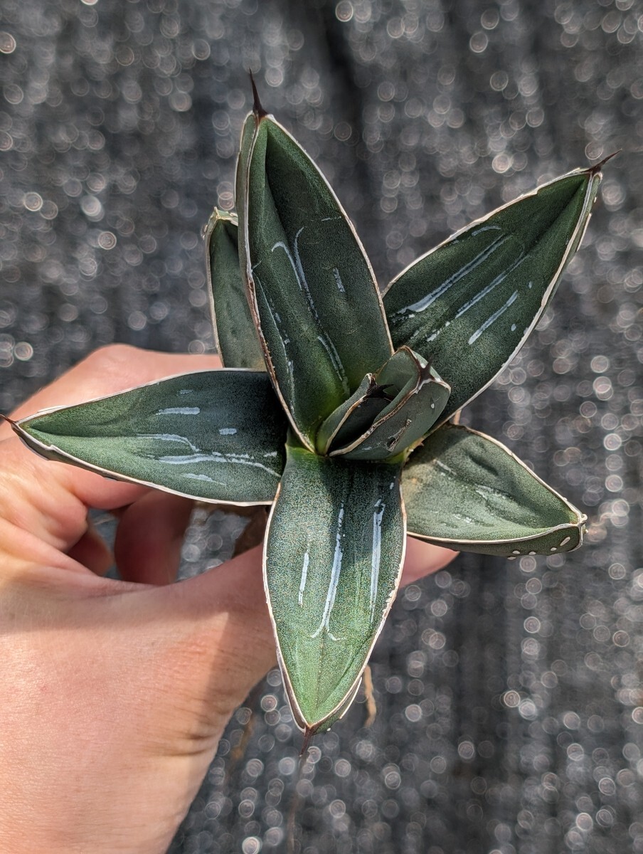 アガベ ニッケルシー 抜き苗発送 実生 Agave nickelsiae_画像3