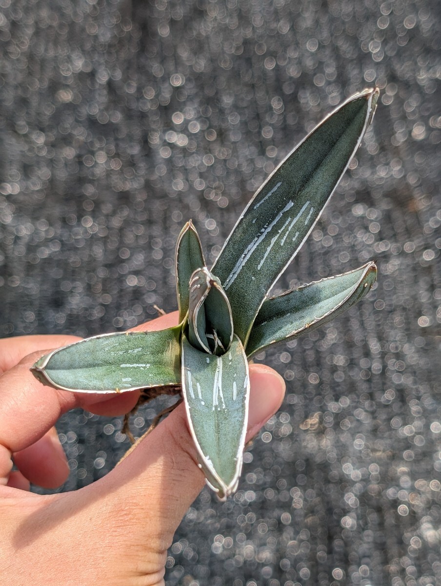 アガベ ニッケルシー 抜き苗発送 Agave nickelsiae_画像2