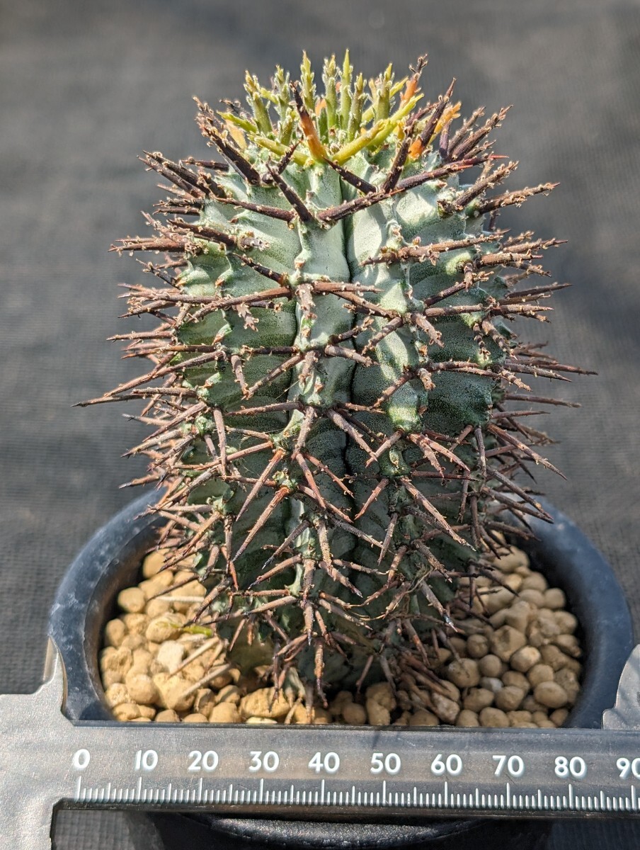  Zebra Hori da горшок .. отправка You fo рубин aEuphorbia horrida zebrina