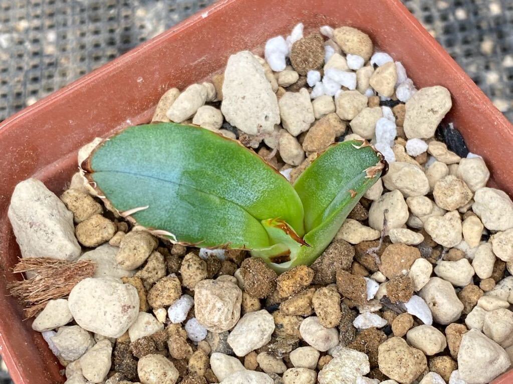 アガベ チタノタ Agave titanota Sierra Mixteca Extra White Thorn ②特選 PUP _出品苗